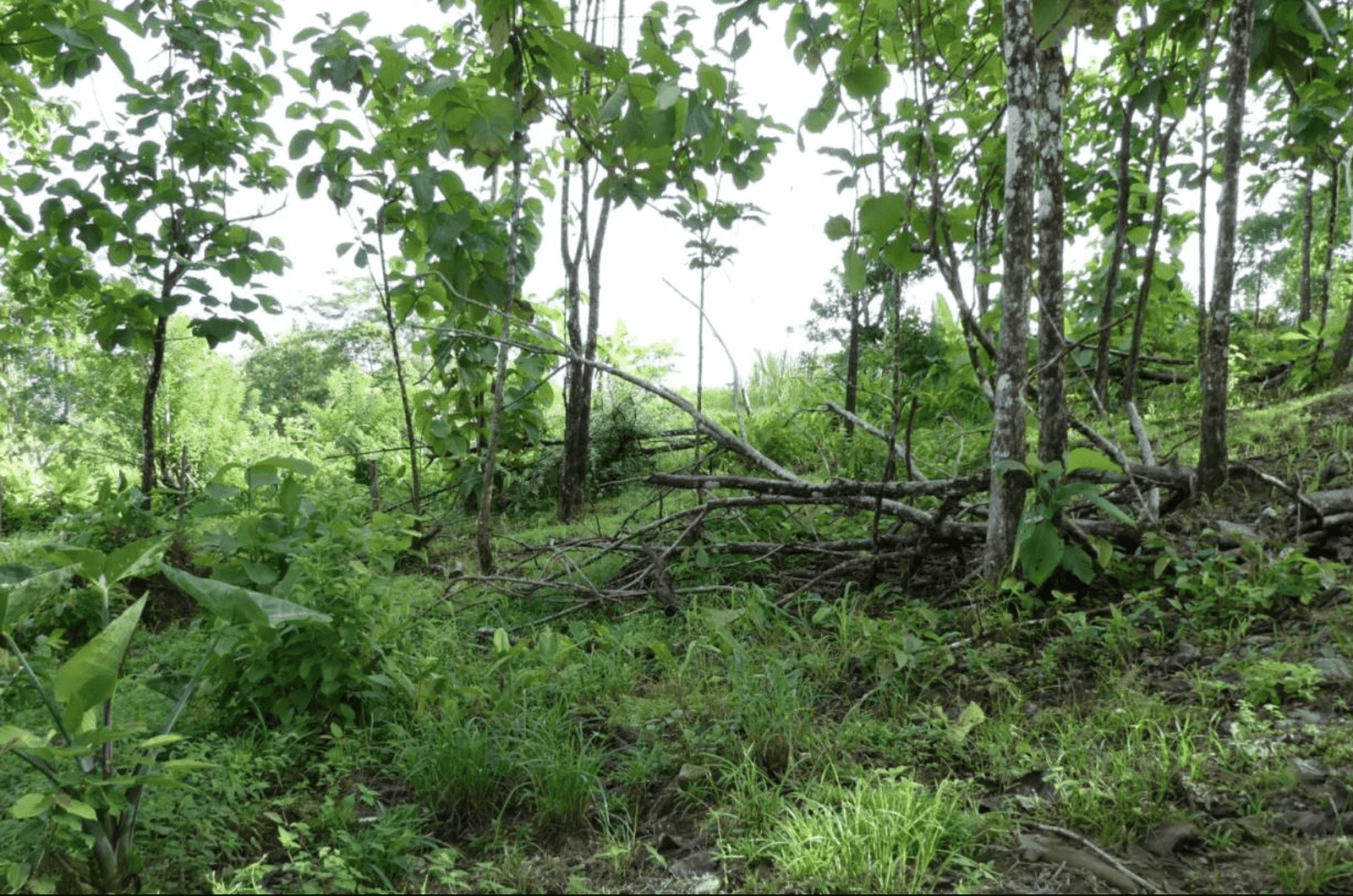 Screenshot 2024-06-17 at 10.12.26-min