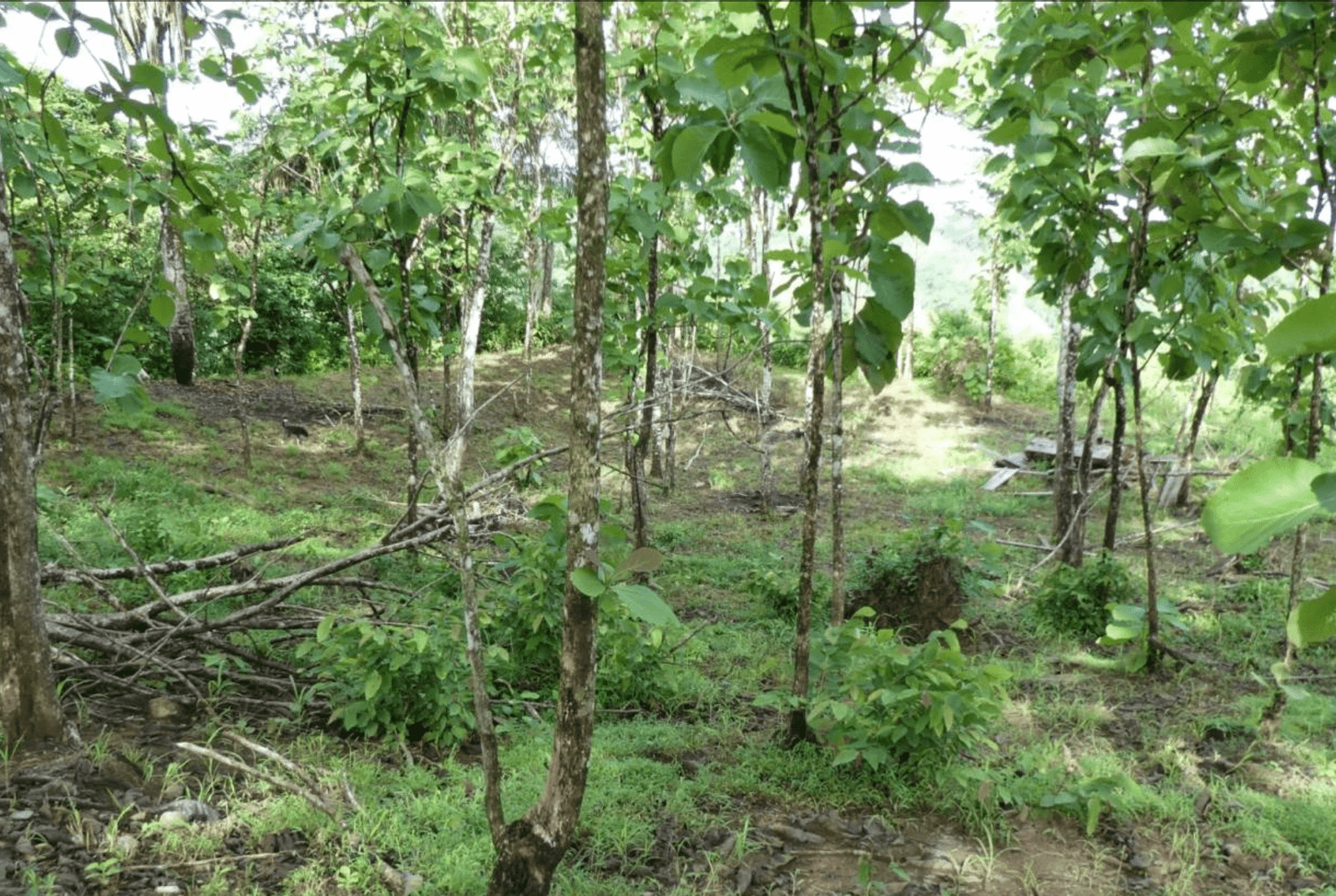 Screenshot 2024-06-17 at 10.12.33-min