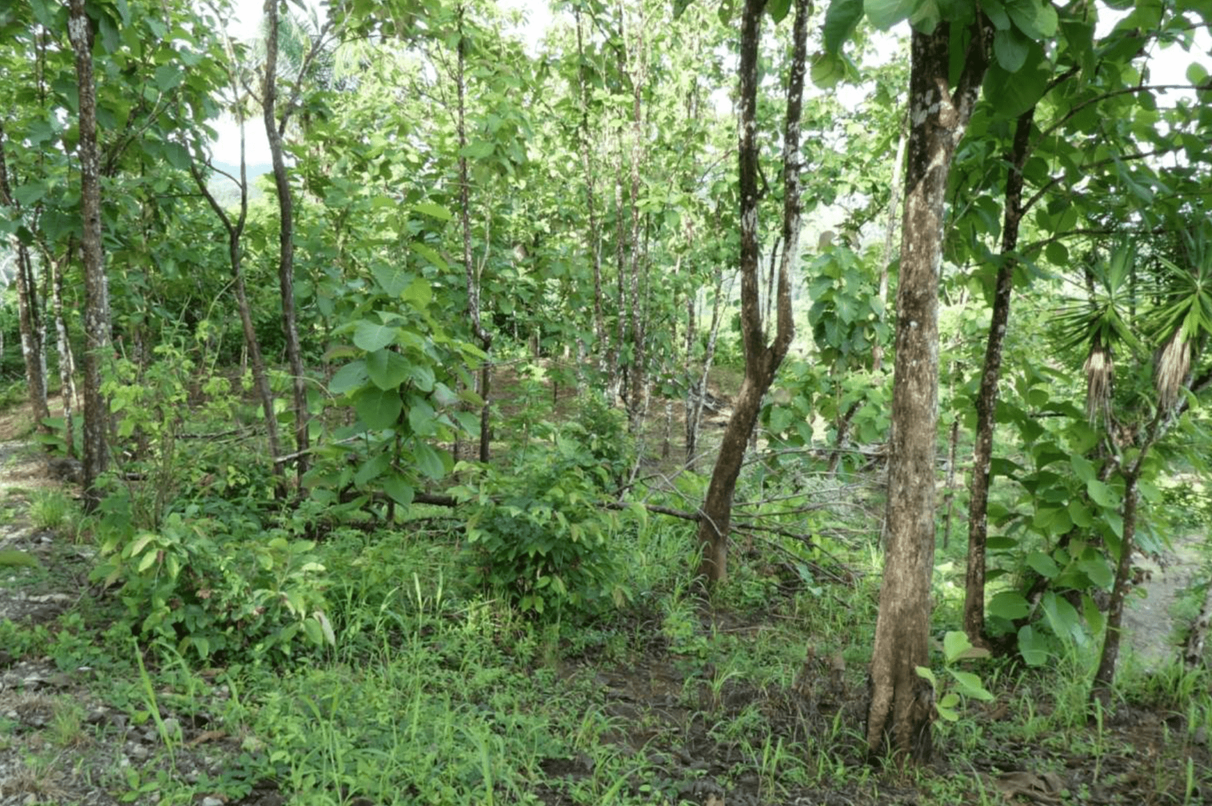 Screenshot 2024-06-17 at 10.12.40-min