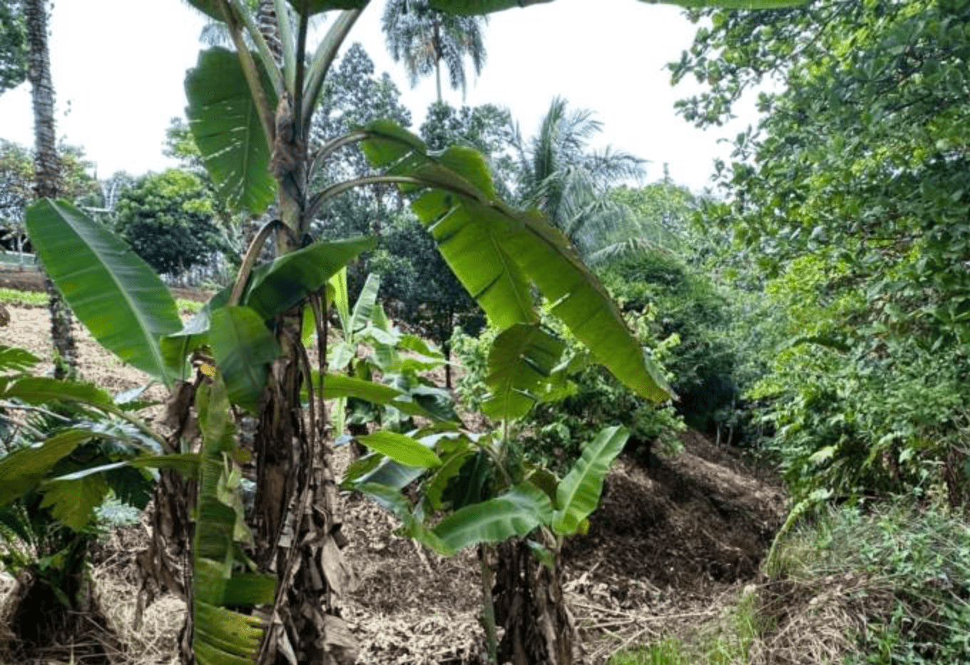 Screenshot 2024-06-17 at 10.37.23-min