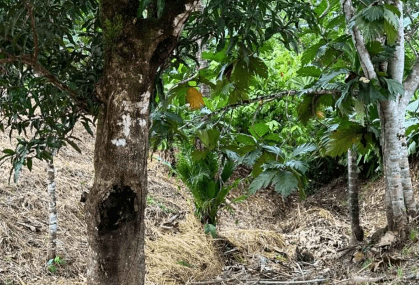 Screenshot 2024-06-17 at 10.37.46-min