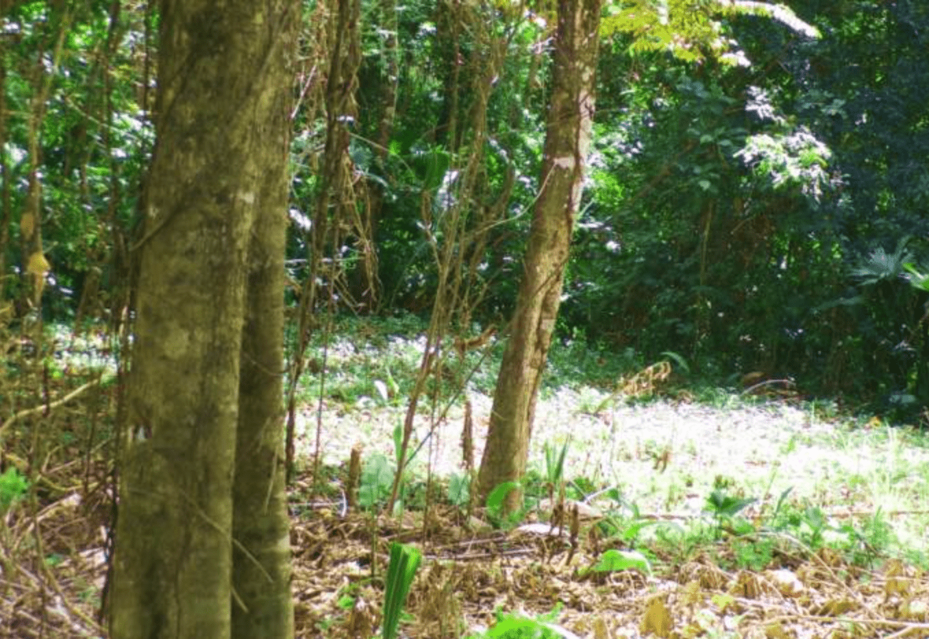 Screenshot 2024-06-17 at 11.20.49-min