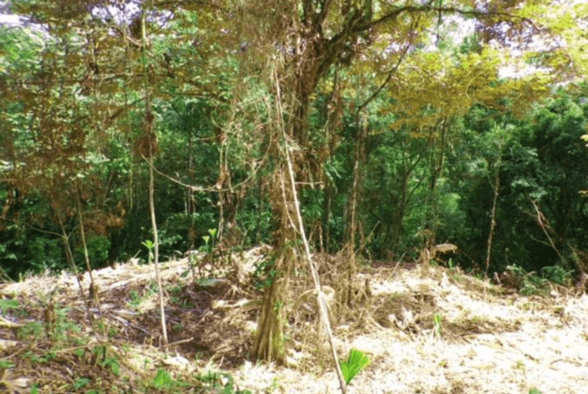 Screenshot 2024-06-17 at 11.21.03-min