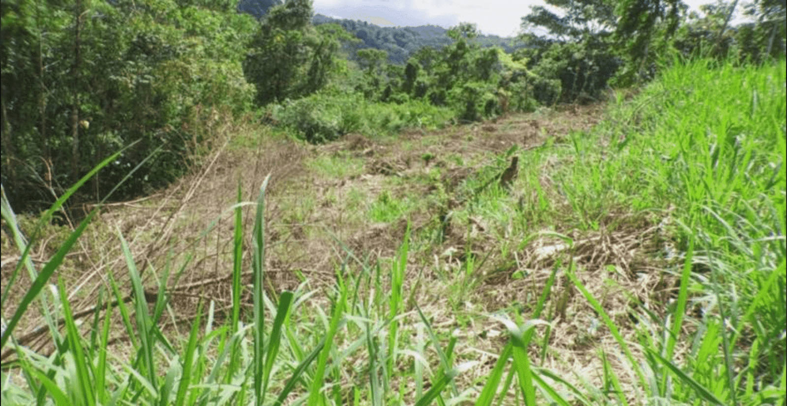 Screenshot 2024-06-17 at 9.53.53-min