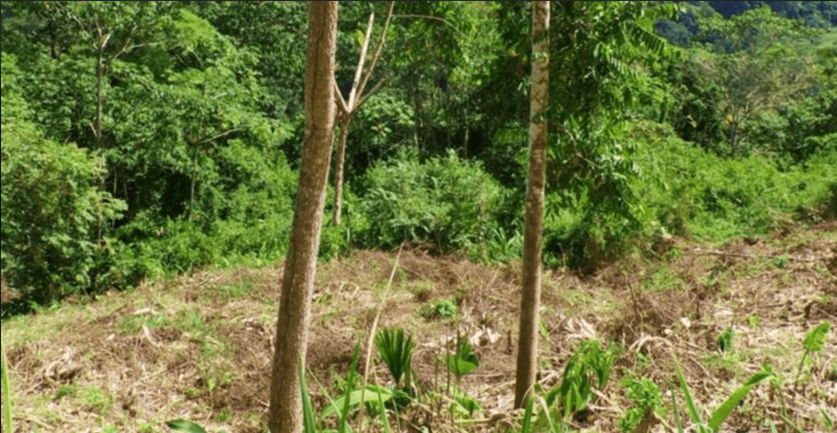 Screenshot 2024-06-17 at 9.54.12-min