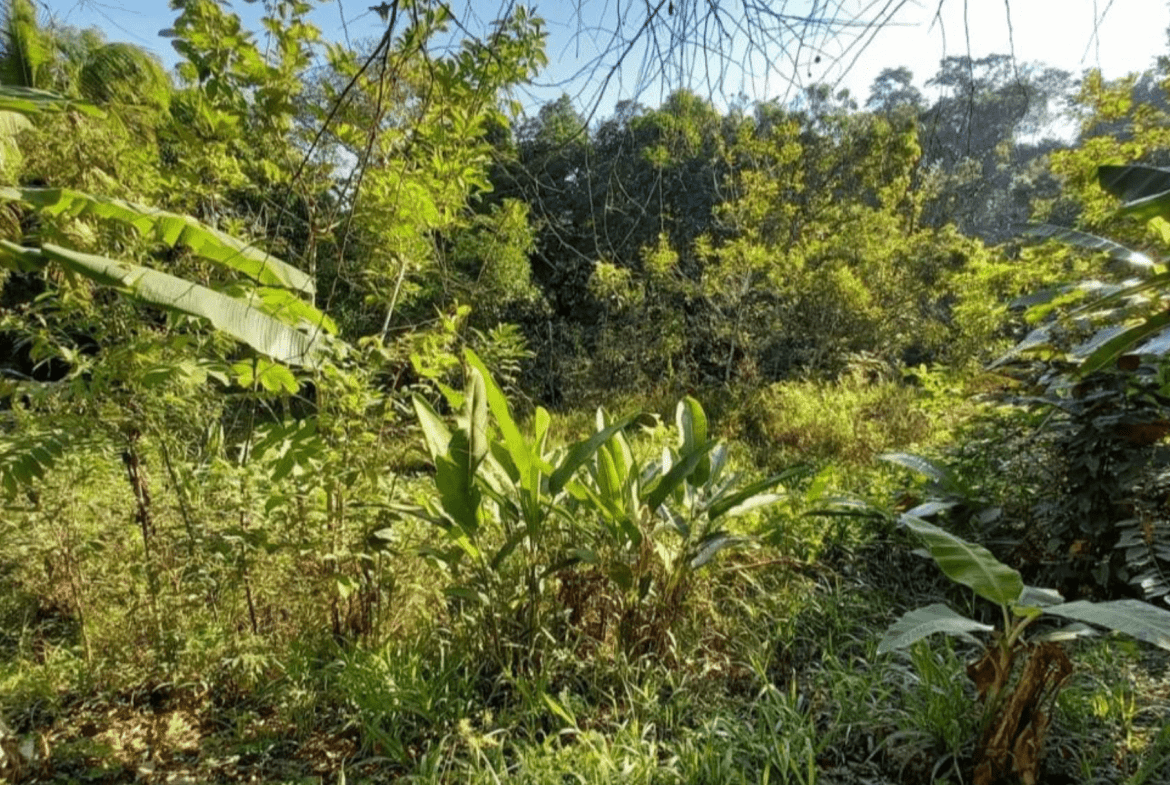 Development Opportunity