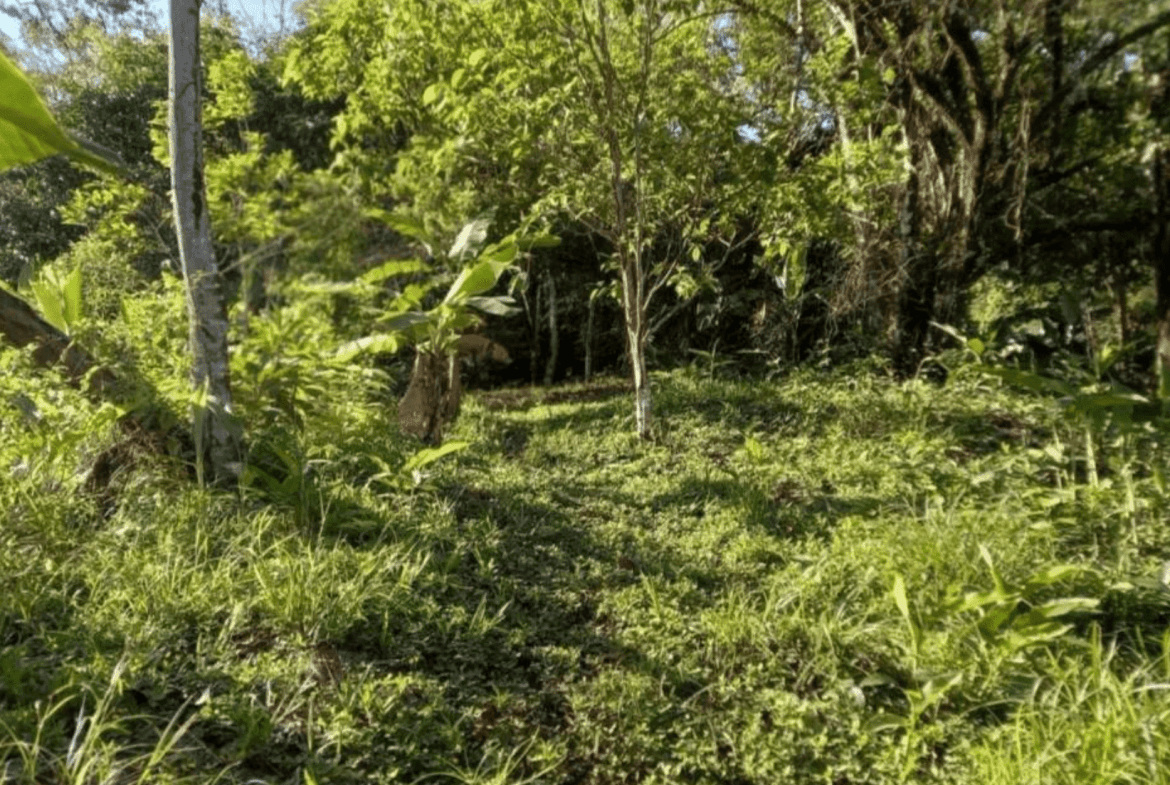 Development Opportunity