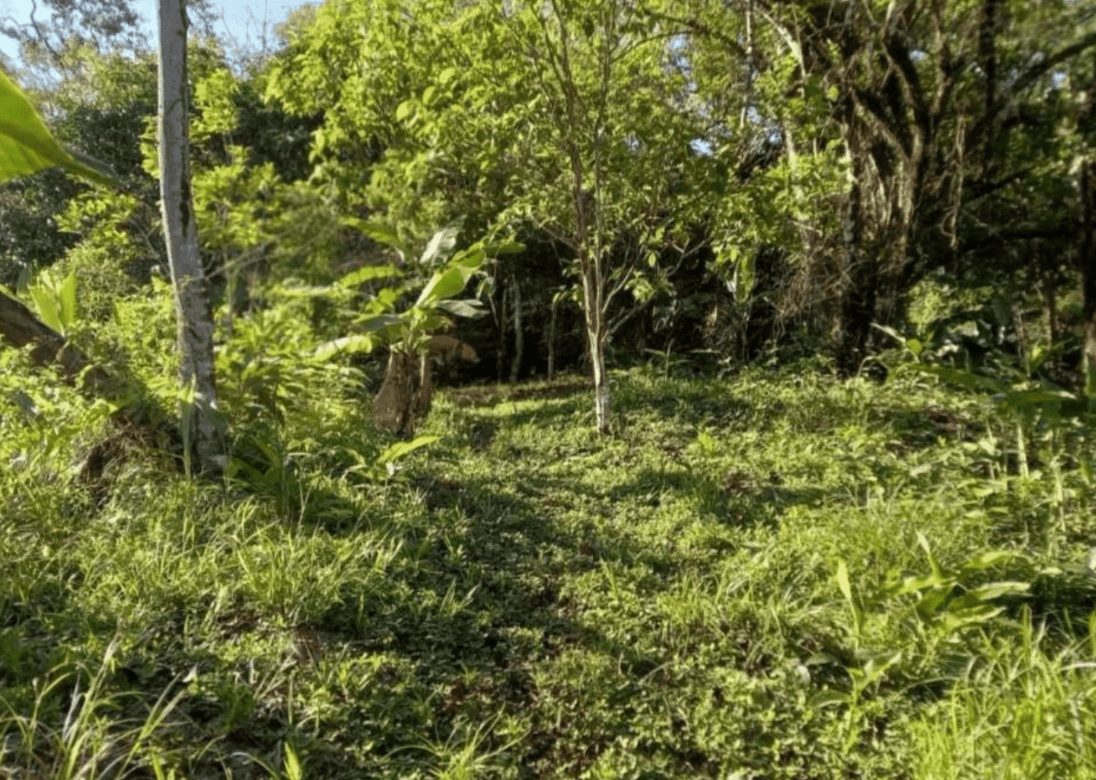 Development Opportunity