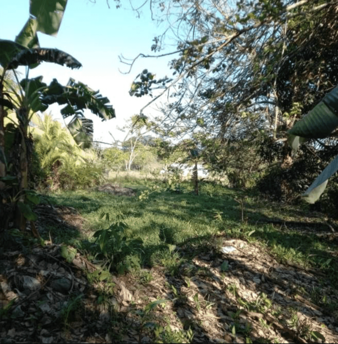 Development Opportunity