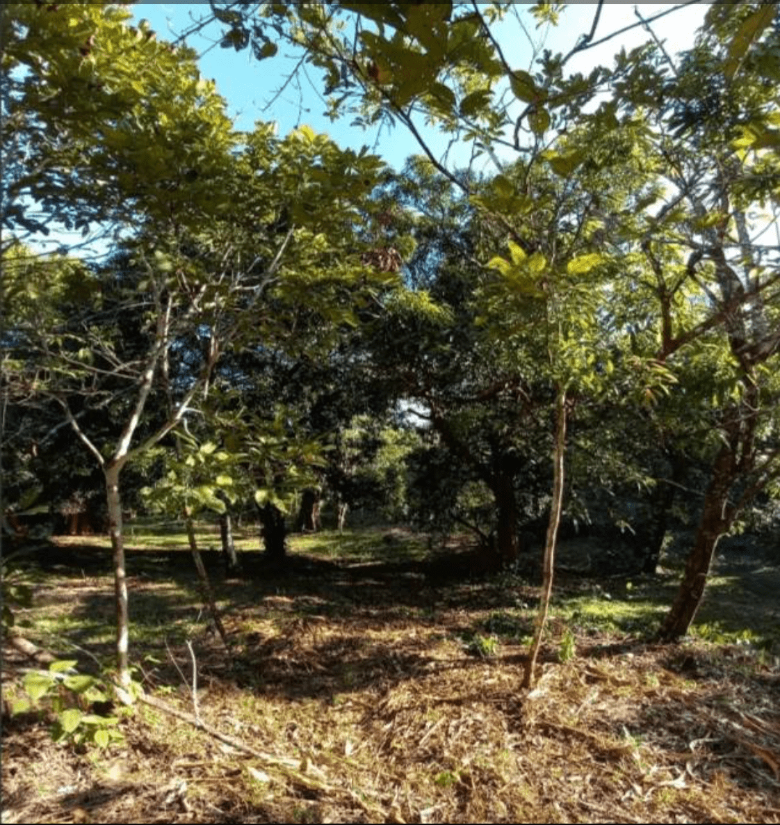 Development Opportunity