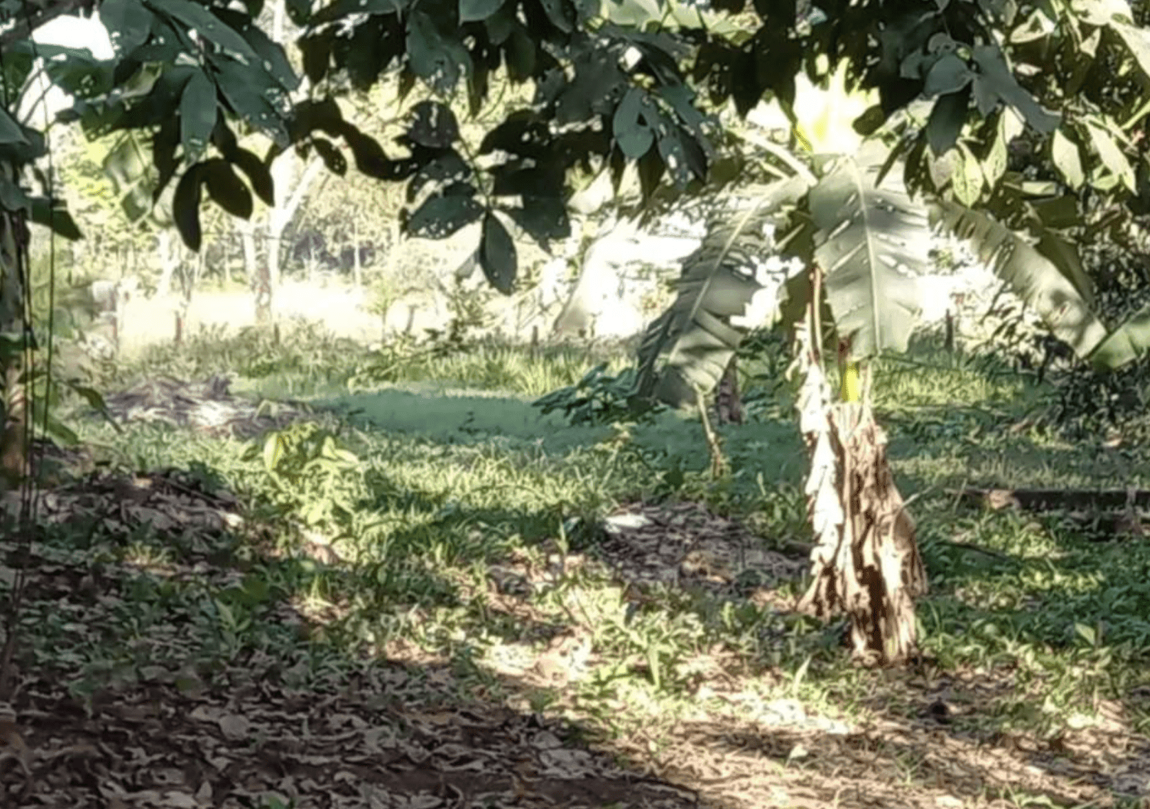 Development Opportunity