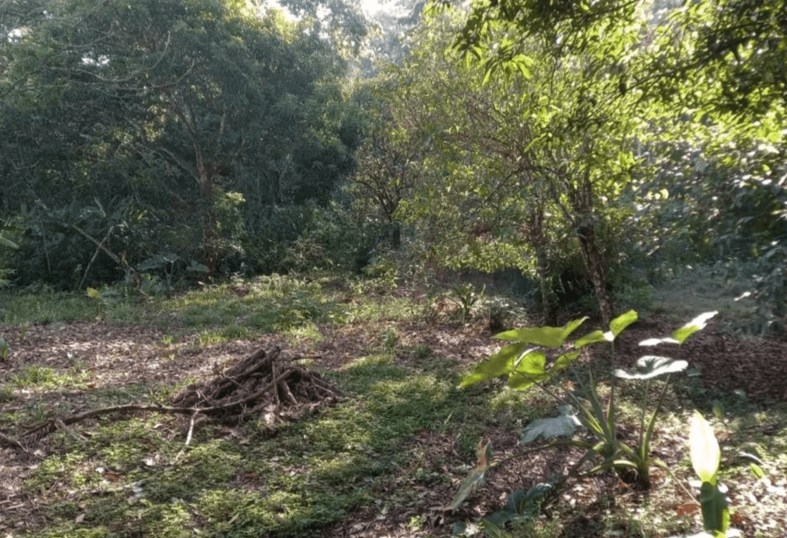 Development Opportunity