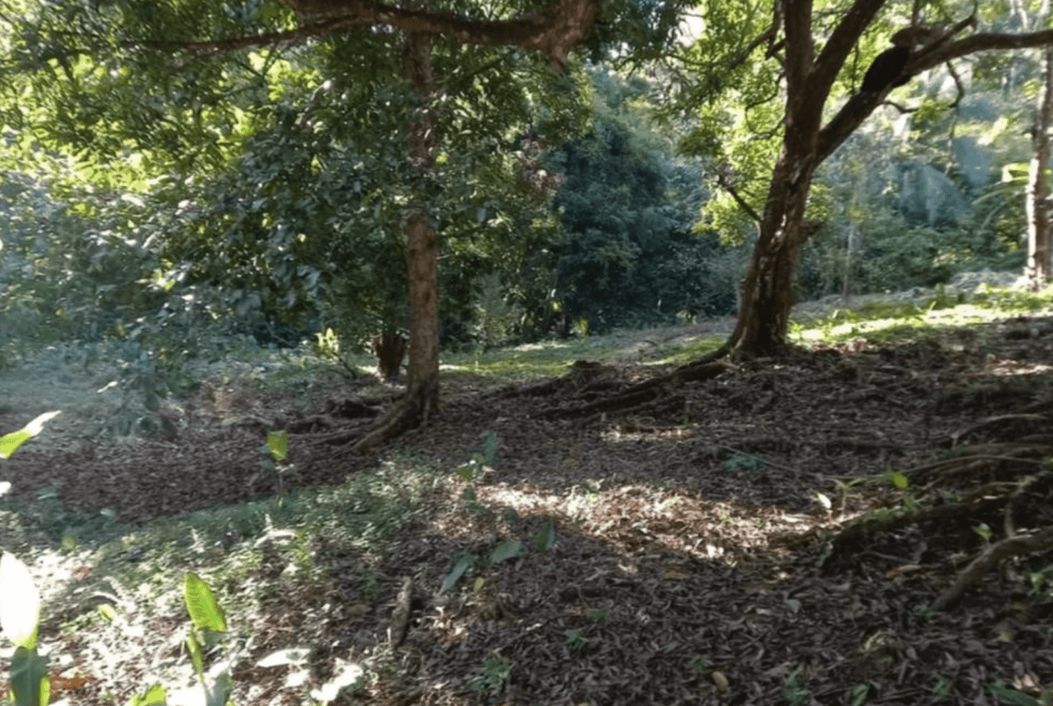 Development Opportunity