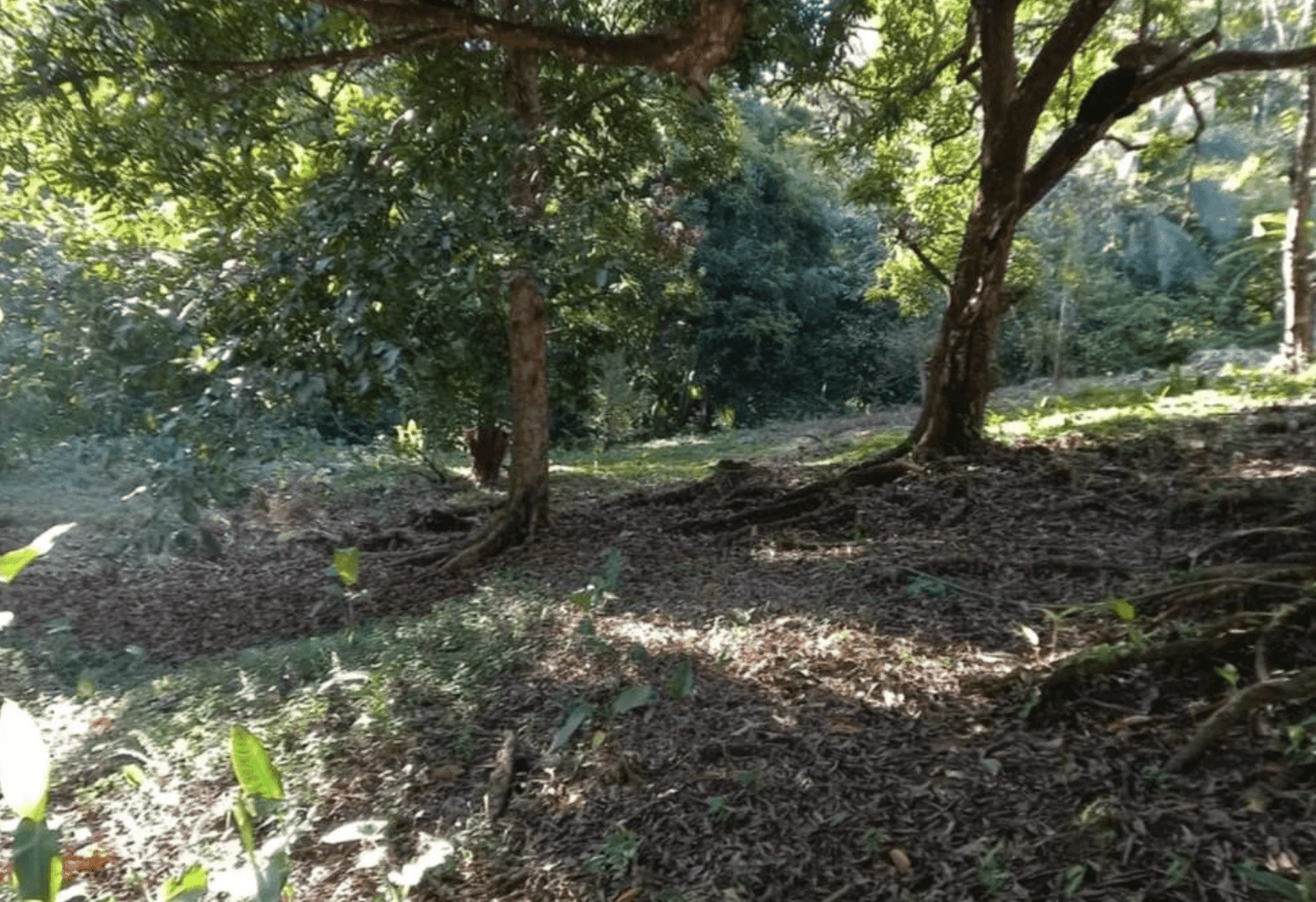 Development Opportunity