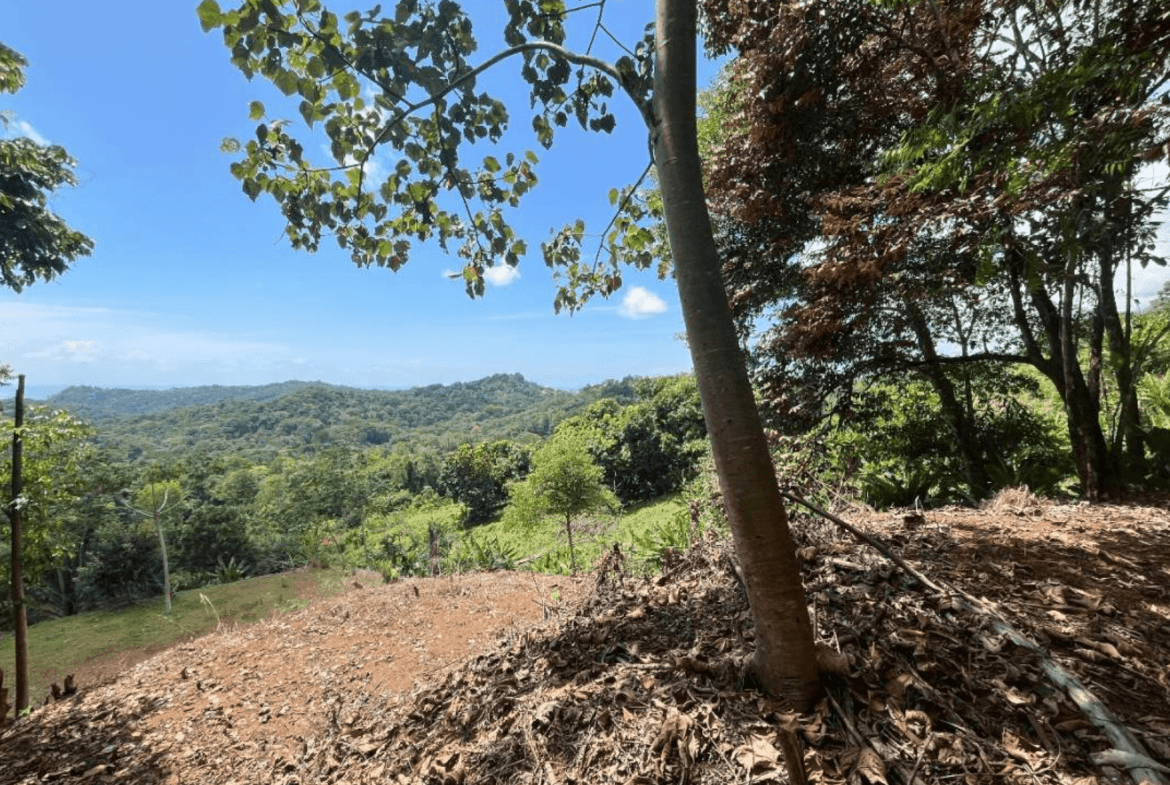 Development Opportunity