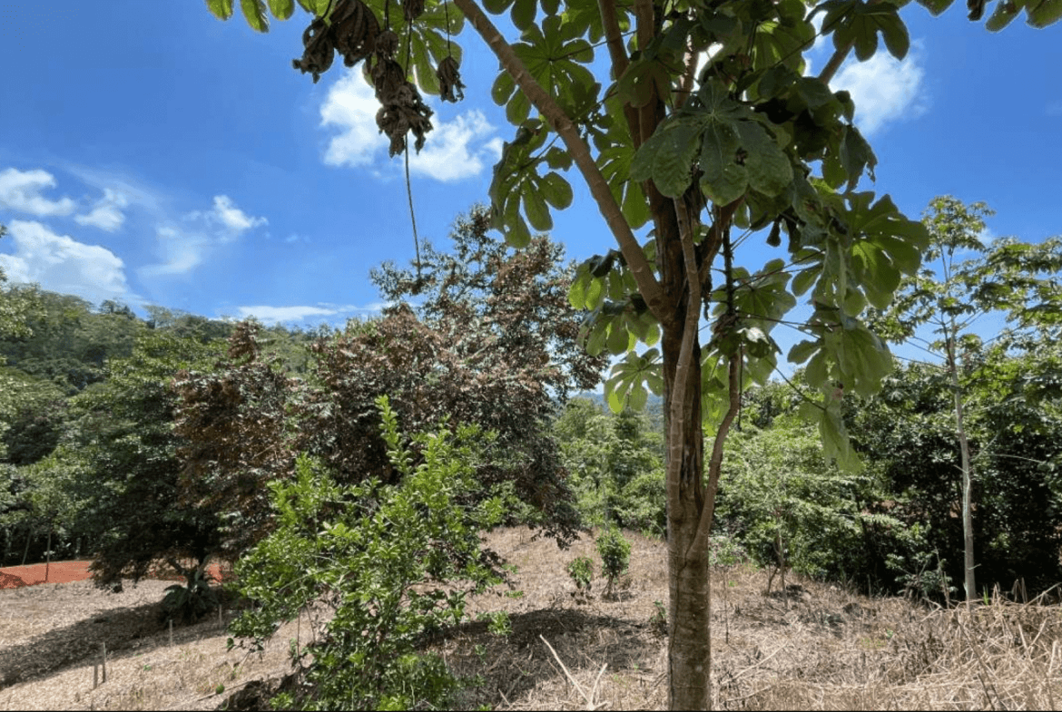 Development Opportunity
