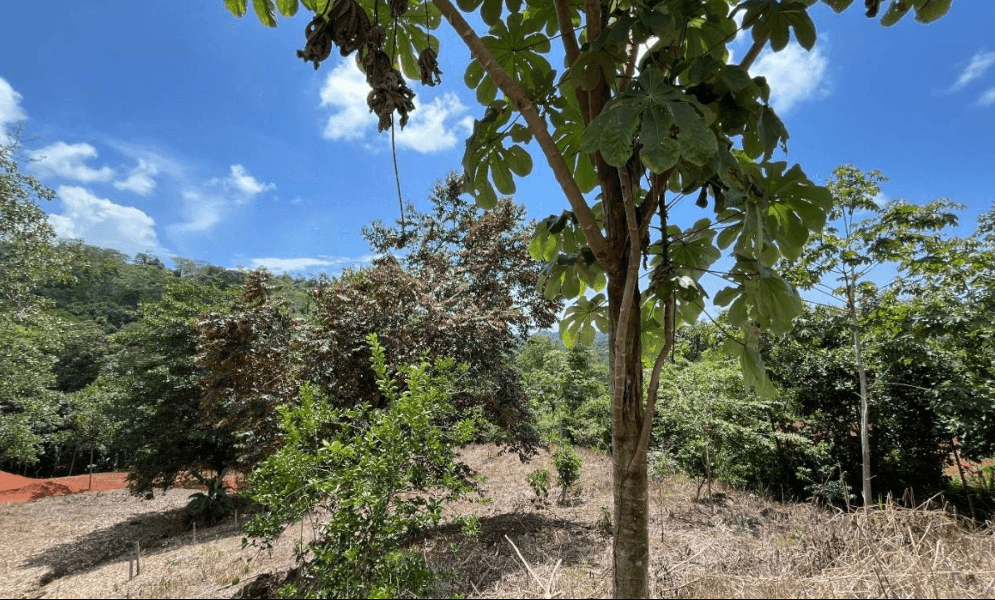 Development Opportunity