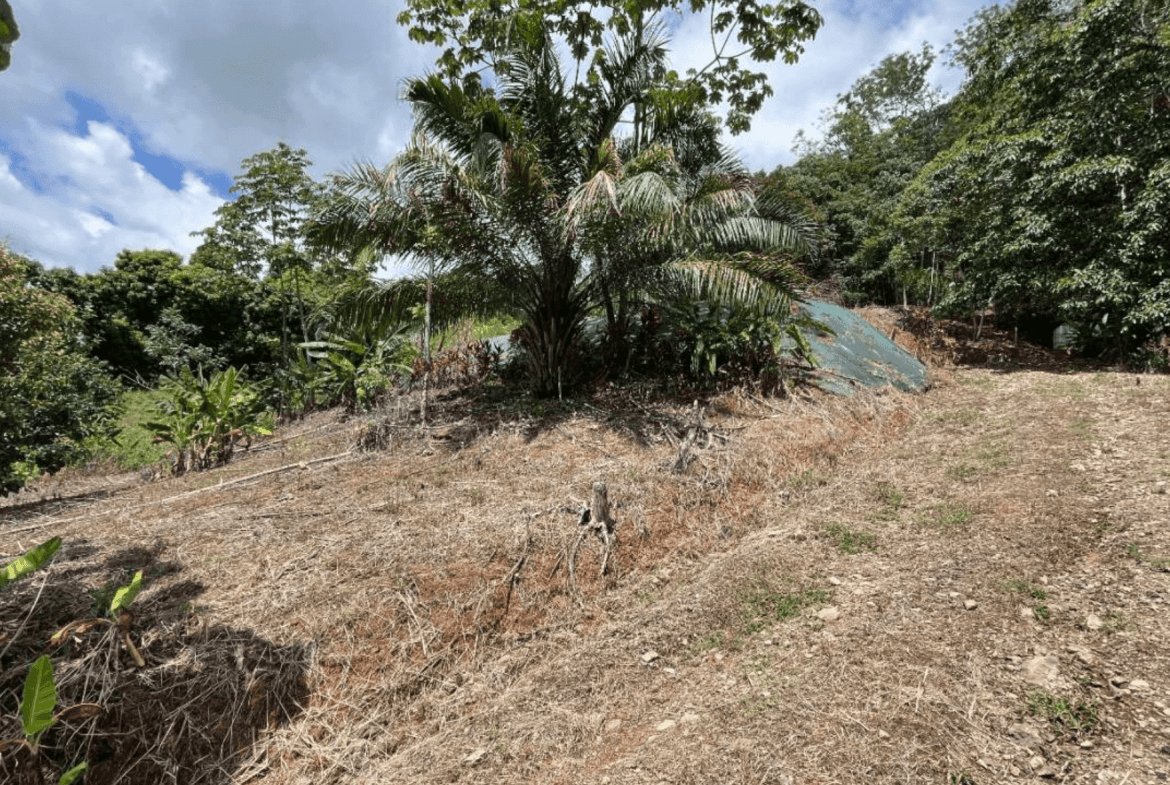 Development Opportunity