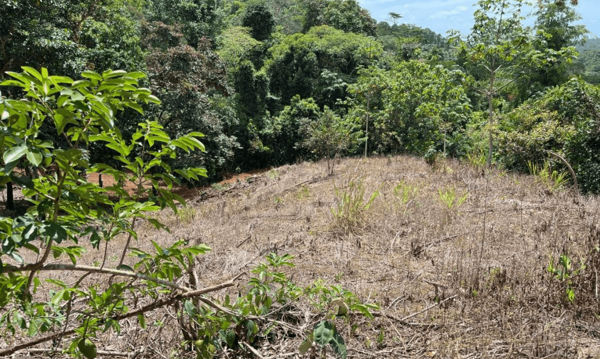 Development Opportunity