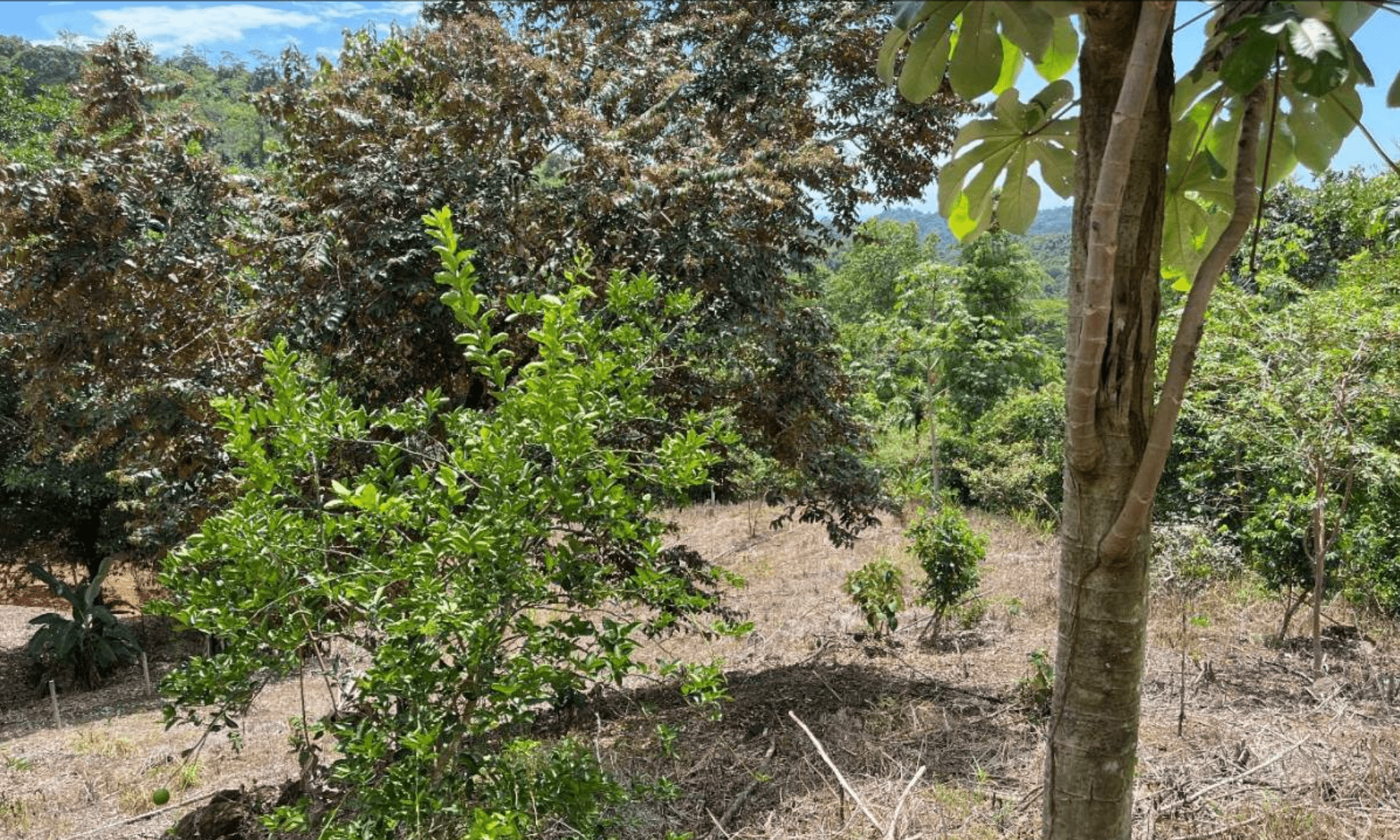 Development Opportunity