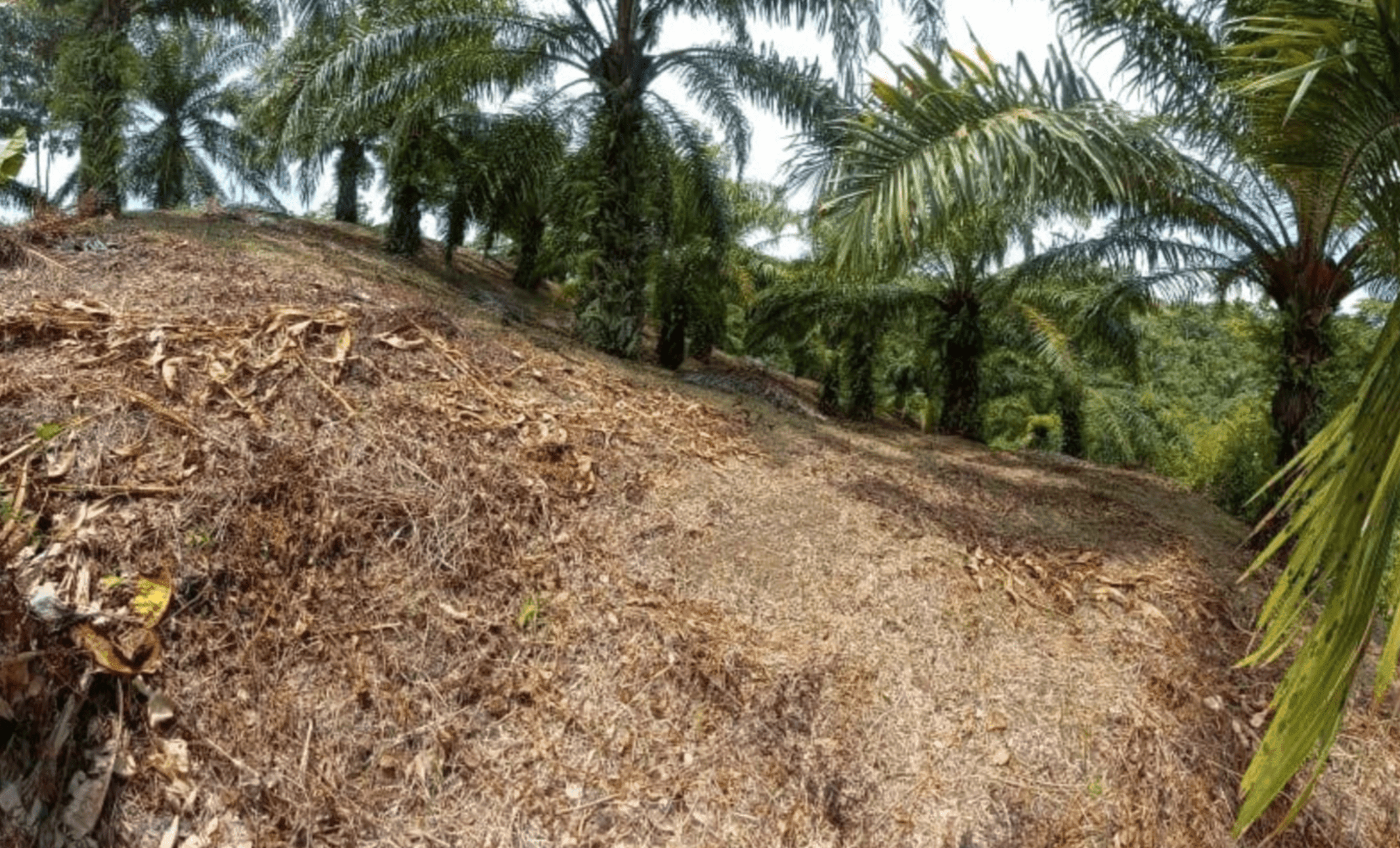 Pilon Pavones Puntarenas Land For Sale