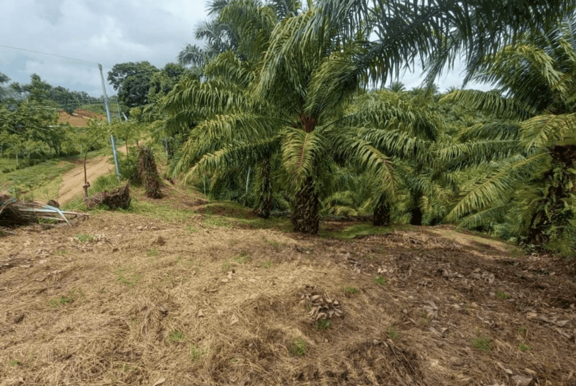 Pilon Pavones Puntarenas Land For Sale