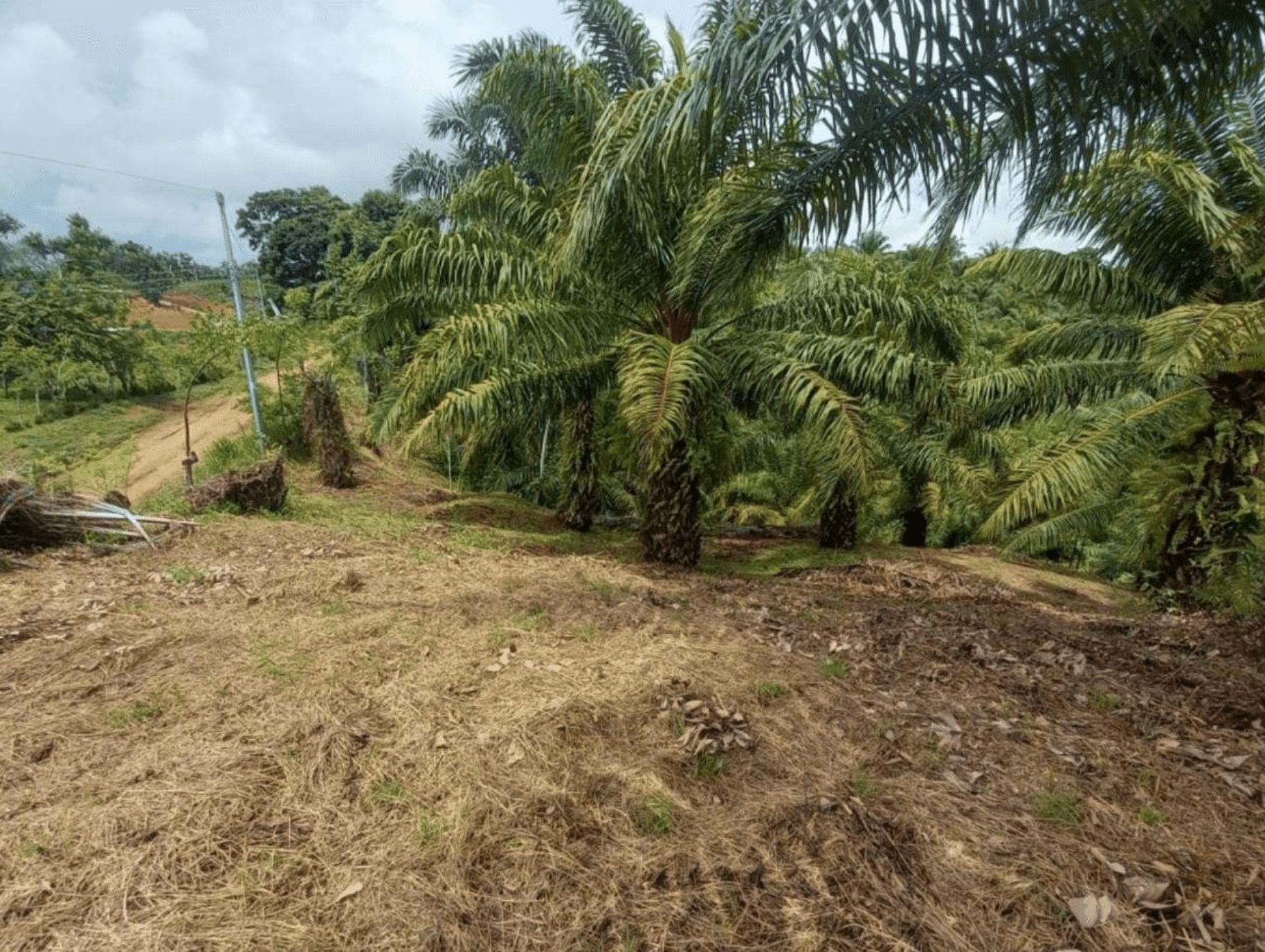 Pilon Pavones Puntarenas Land For Sale