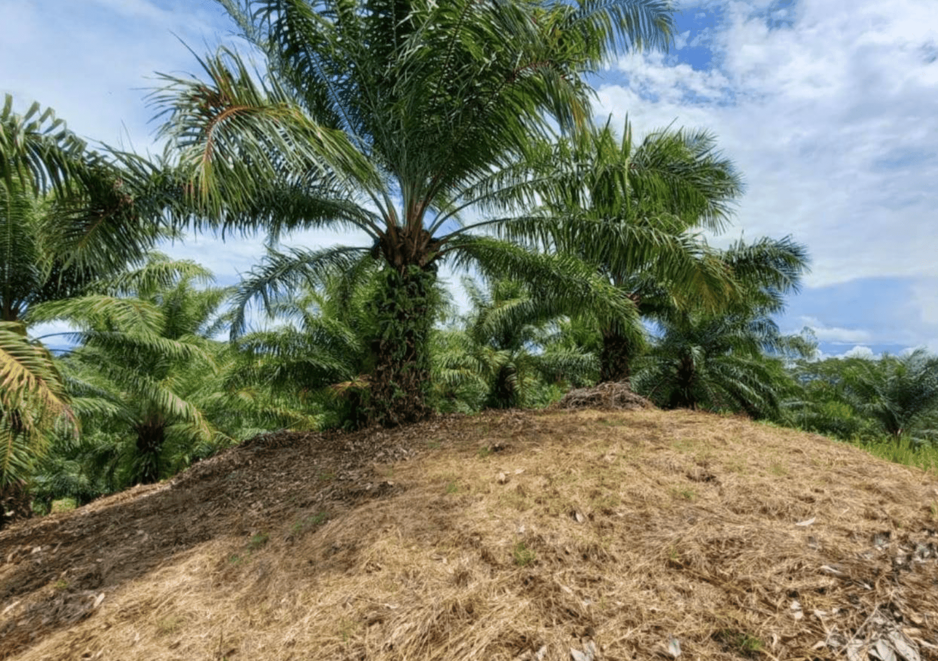 Pilon Pavones Puntarenas Land For Sale