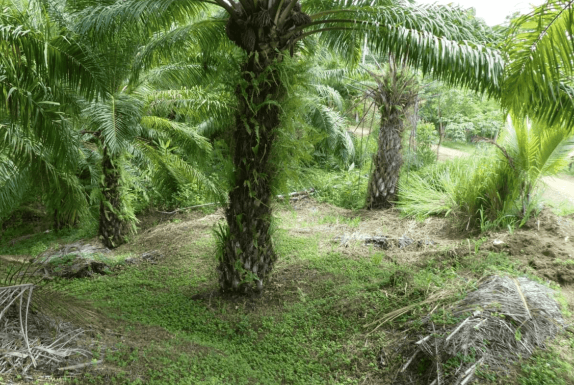 Pilon Pavones Puntarenas Land For Sale