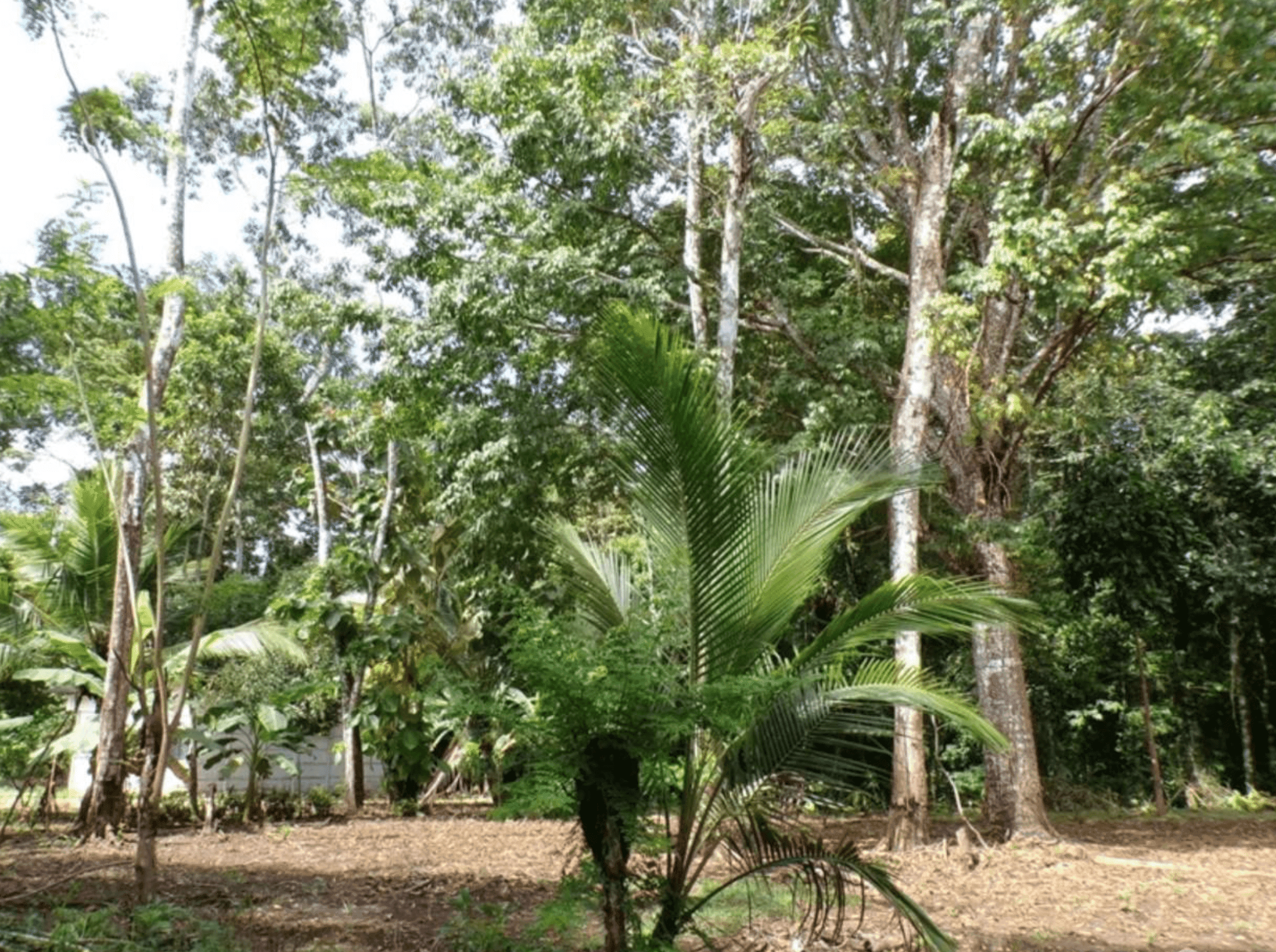 Prime Development Opportunity in Pavones