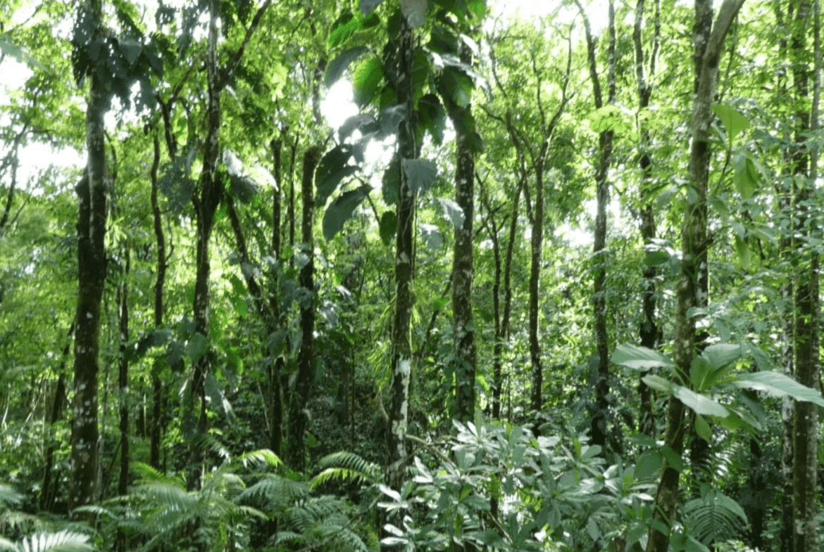 Lot For Sale in Pavones