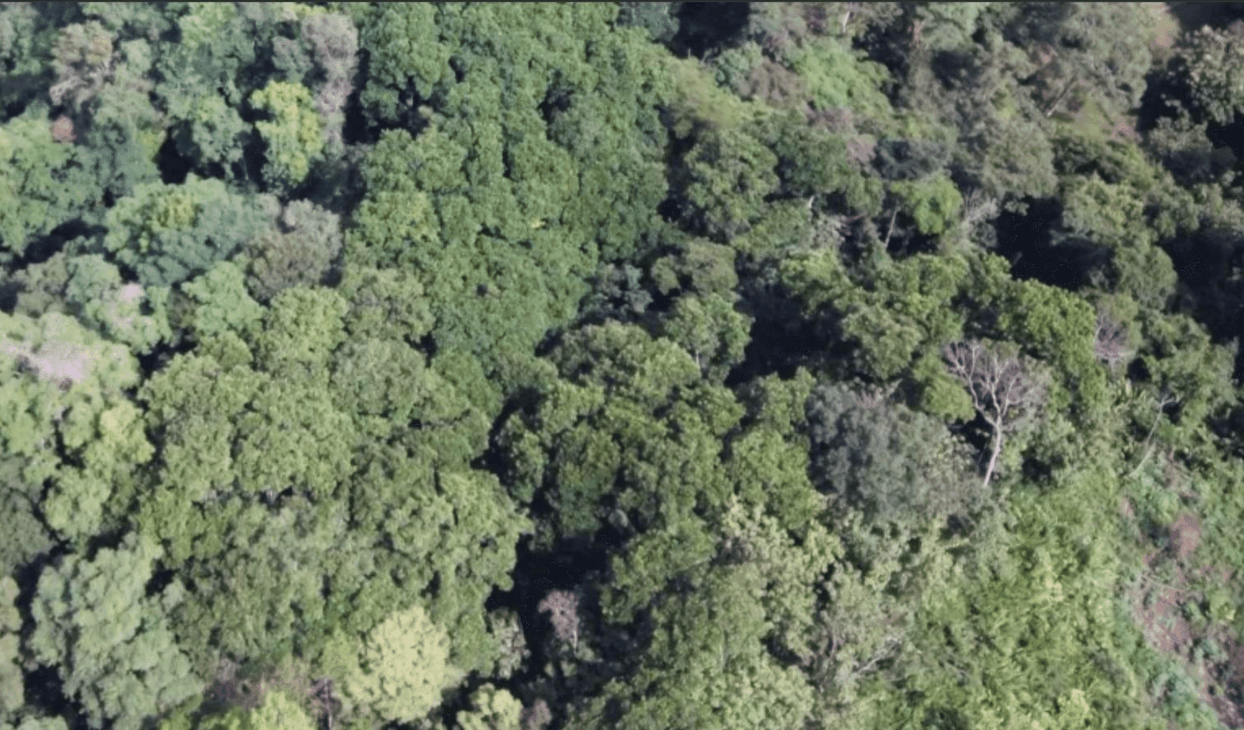 Lot For Sale in Pavones