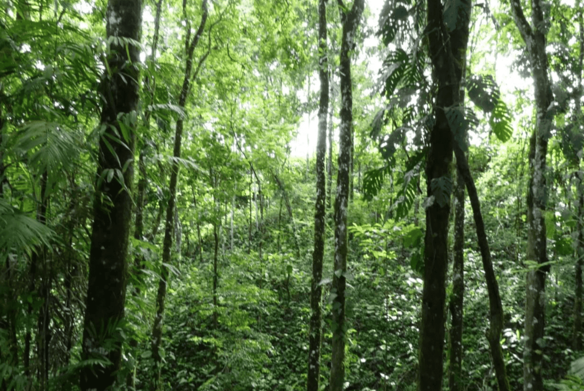 Lot For Sale in Pavones