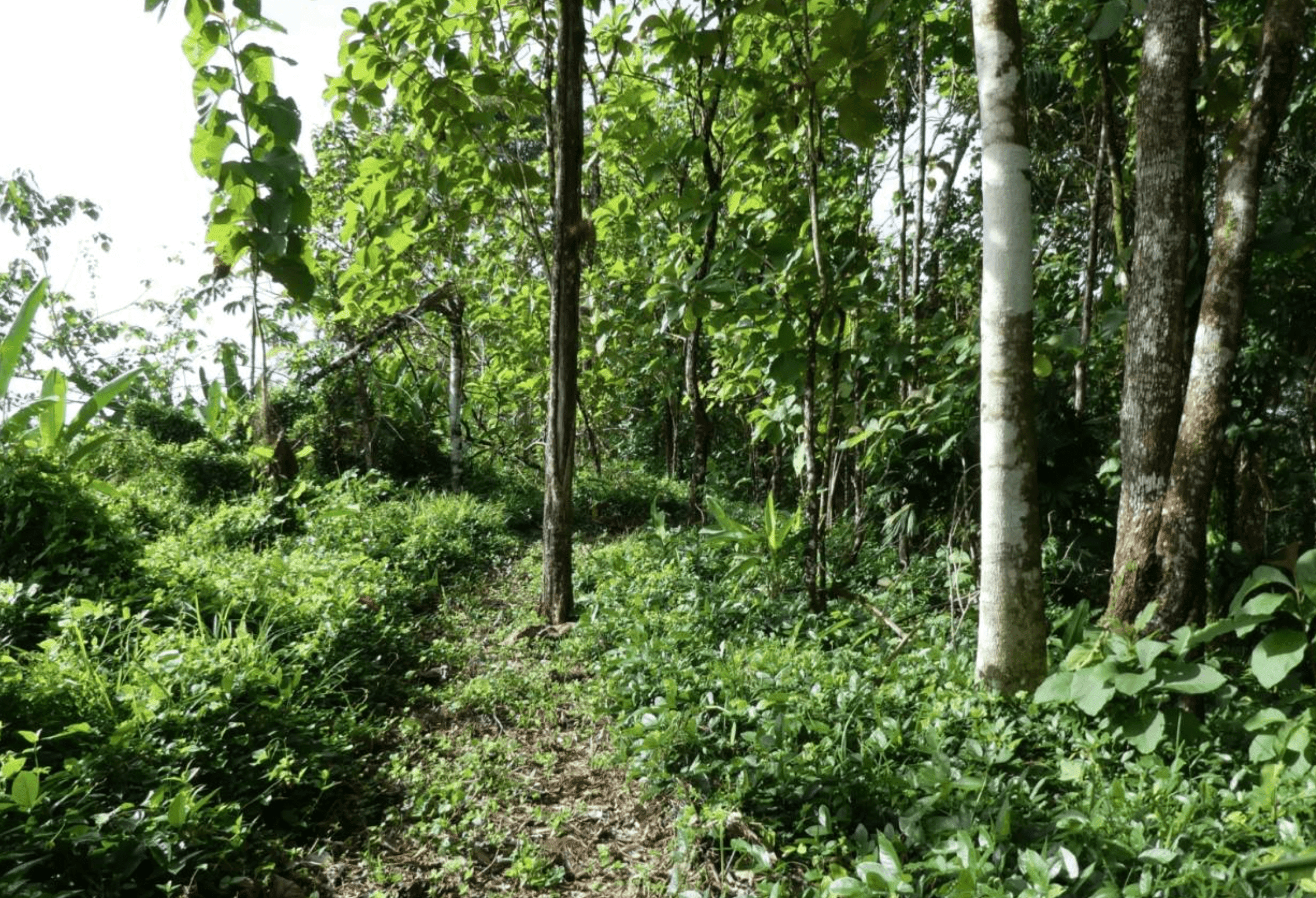 Lot For Sale in Pavones