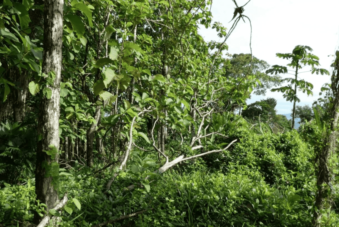 Lot For Sale in Pavones