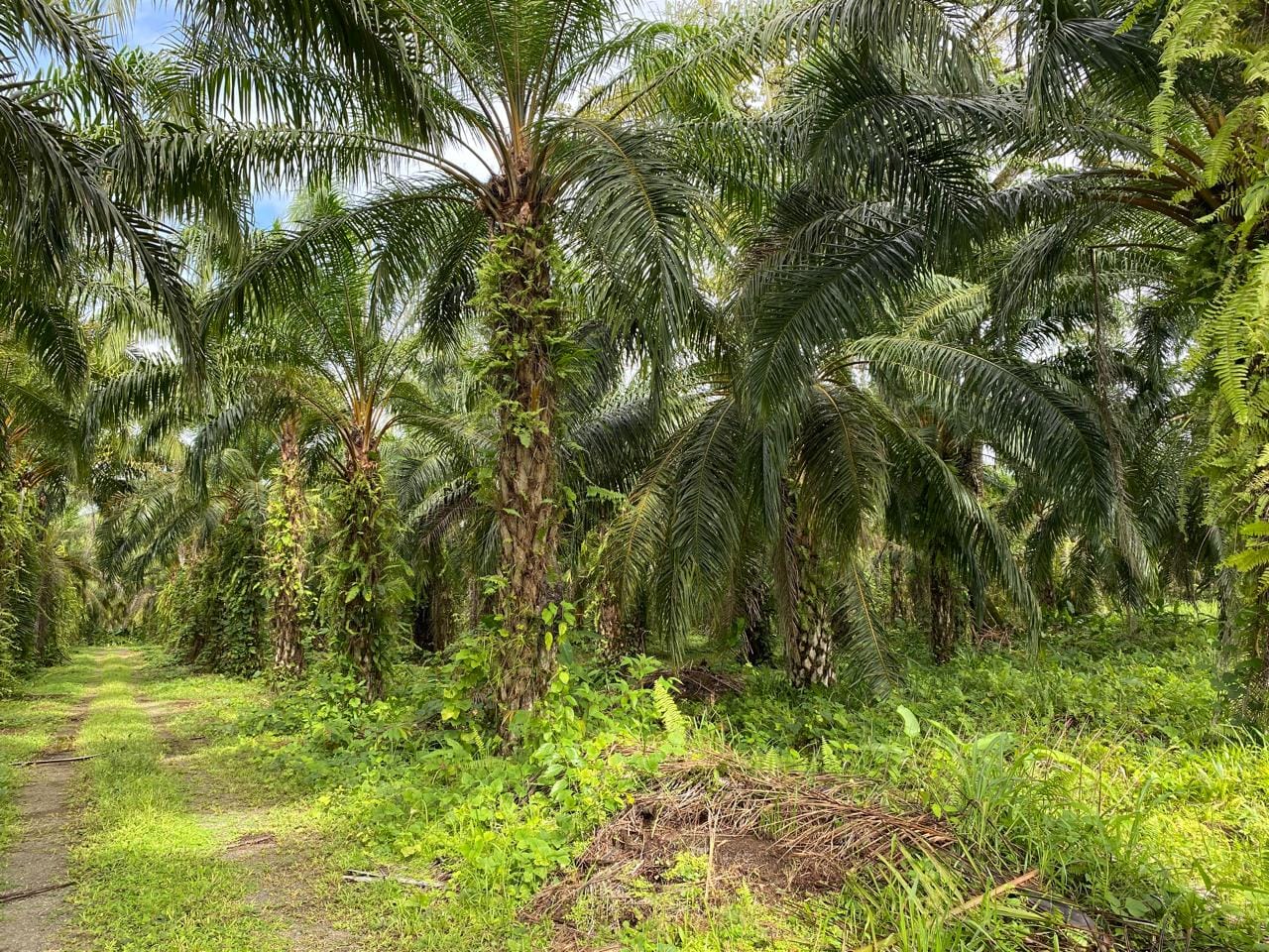 Land for sale in Puerto Jimenez