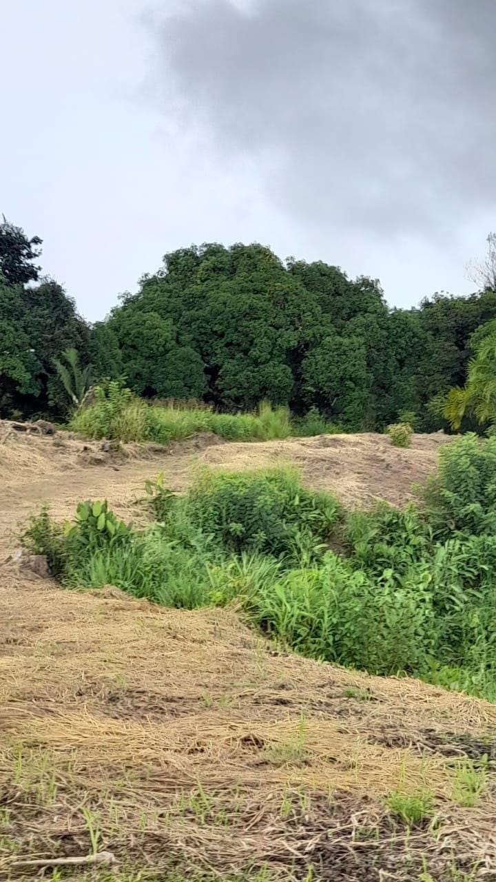 Development Opportunity in Golfito