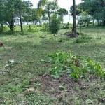 Beachfront Development Opportunity in Pavones