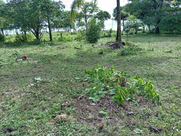 Beachfront Development Opportunity in Pavones