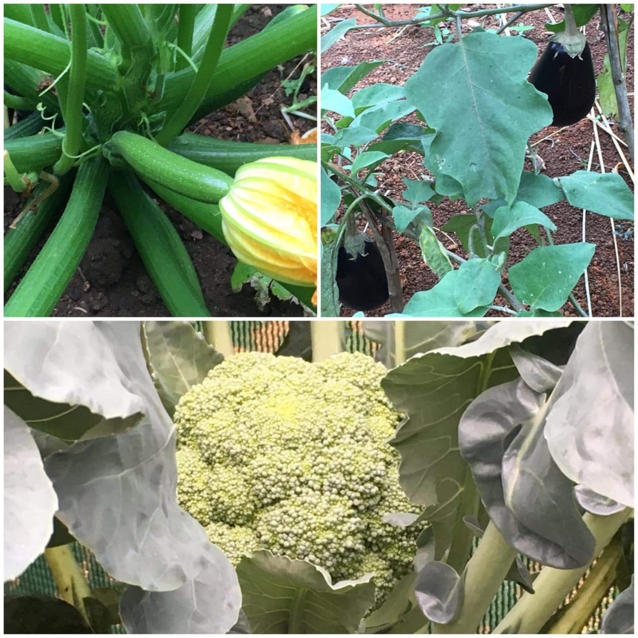 Property in Perez Zeledon