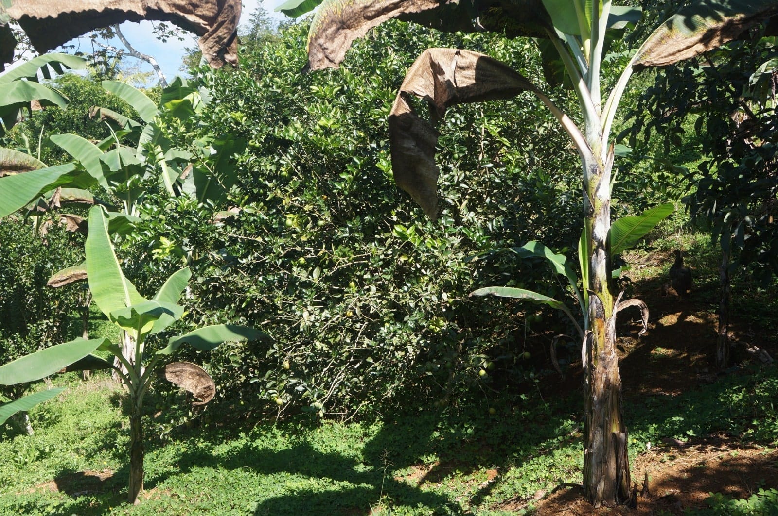 Property in Perez Zeledon