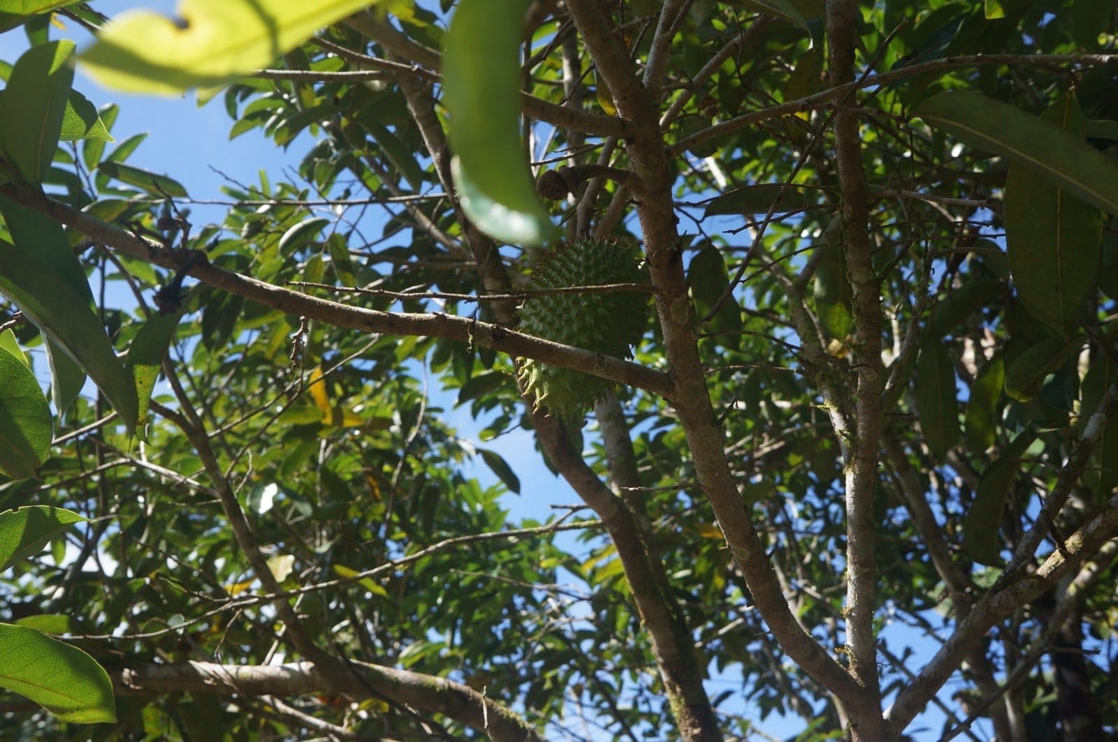 Property in Perez Zeledon