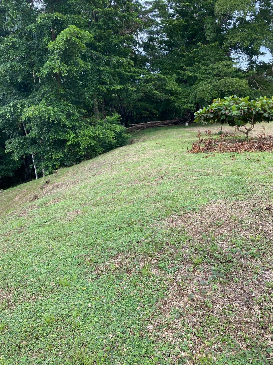 Development opportunity in Golfito