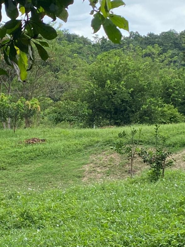 Development opportunity in Golfito