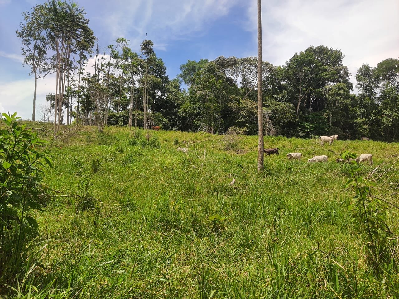 Land with ocean view in Cuervito