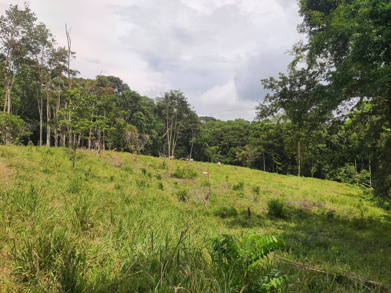 Land with ocean view in Cuervito