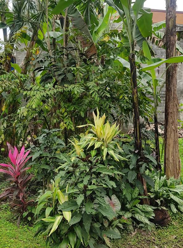 Commercial Property in La Fortuna