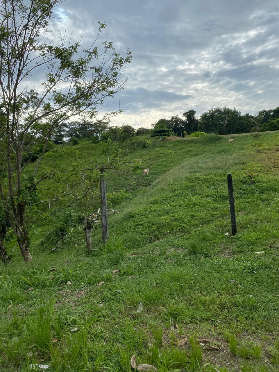Development opportunity in Golfito