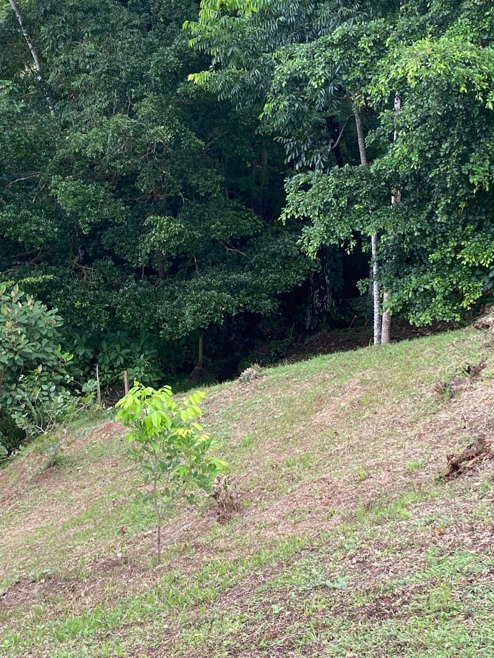 Development opportunity in Golfito