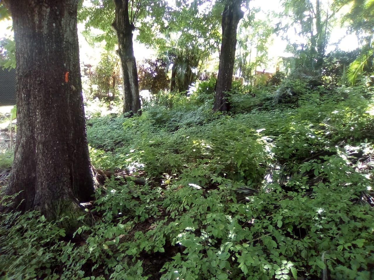 Land in Playa Hermosa, Santa Teresa